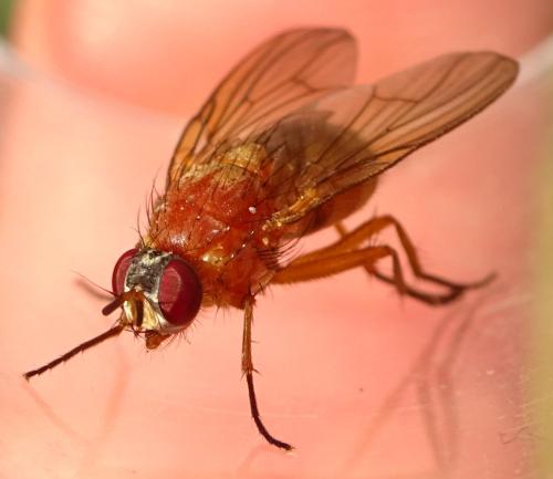 Thricops diaphanus